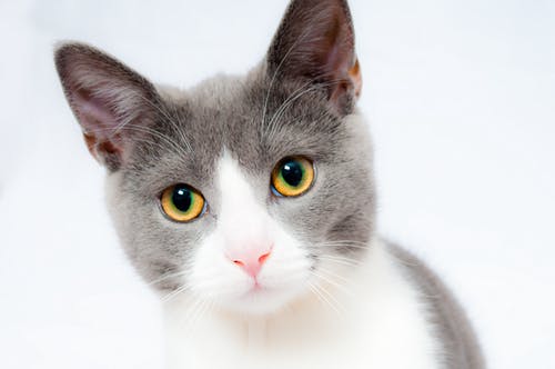 How Do You Treat Your Pets? Take a Look at These Holistic Options How Do You Treat Your Pets? Take a Look at These Holistic Options