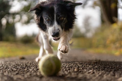 Proper Pet Care: The Critical Role of Puppy Socialization