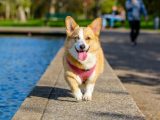 Common Causes of Diarrhea in Dogs