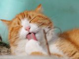Cat Wellness: What Should You Know About Feline Immunodeficiency Virus?