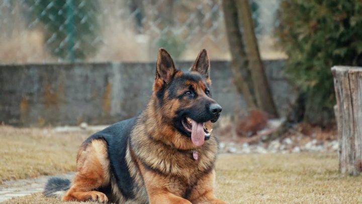 What Are the Proper Ways to Train a Puppy?
