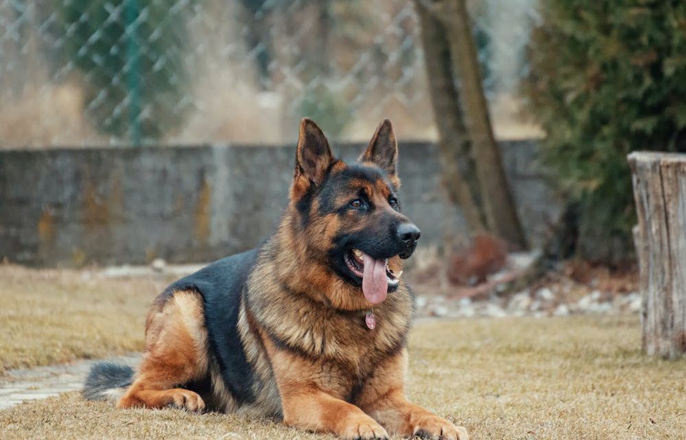 What Are the Proper Ways to Train a Puppy? What Are the Proper Ways to Train a Puppy?