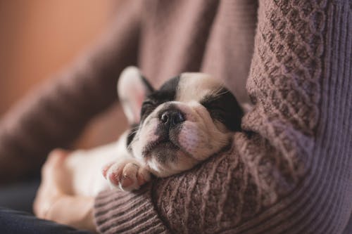 Pneumonia in Dogs: What Are the Causes of It? Pneumonia in Dogs: What Are the Causes of It?