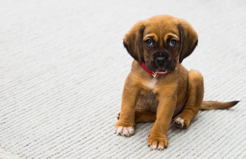 Identifying Canine Illness: 5 Early Symptoms You Should Know