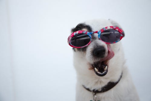 Common Pet Dental Emergencies You Need to Be Aware of