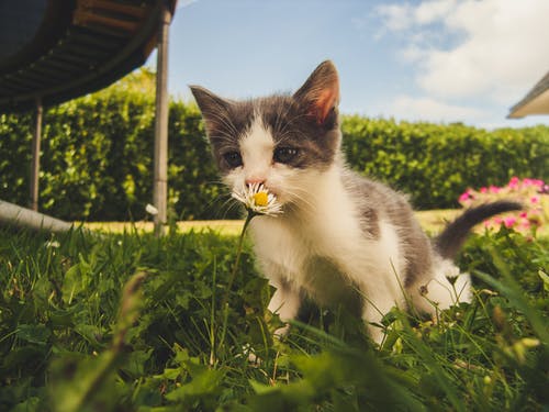 The Significance of Preventive Pet Healthcare The Significance of Preventive Pet Healthcare