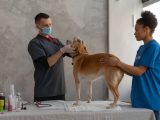 Veterinary Ophthalmology: Why Does Your Pet Need It?