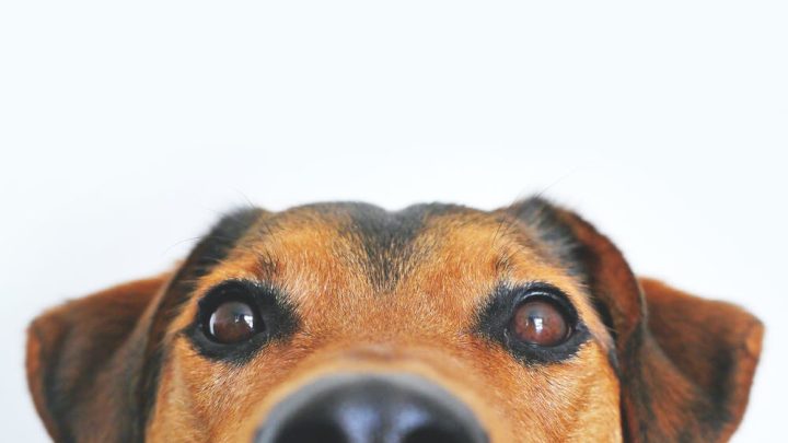 Up-To-Date Vaccines: Does My Pet Need This Before Boarding?