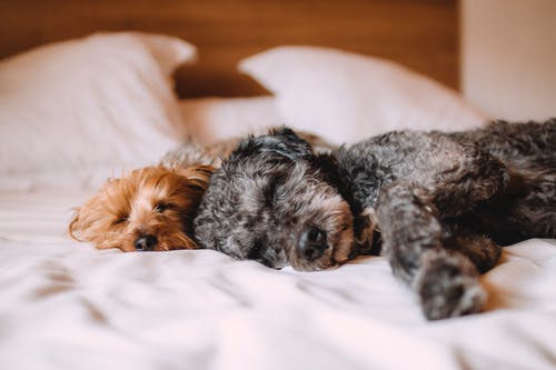 Canine Liver Disease: What Do You Know About This Illness?