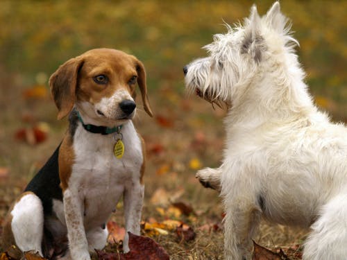 Dealing With Injuries in Large Animals