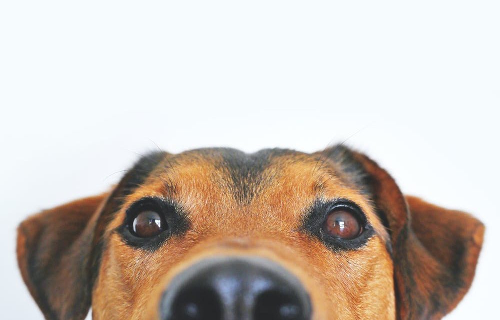 Up-To-Date Vaccines: Does My Pet Need This Before Boarding? Up-To-Date Vaccines: Does My Pet Need This Before Boarding?