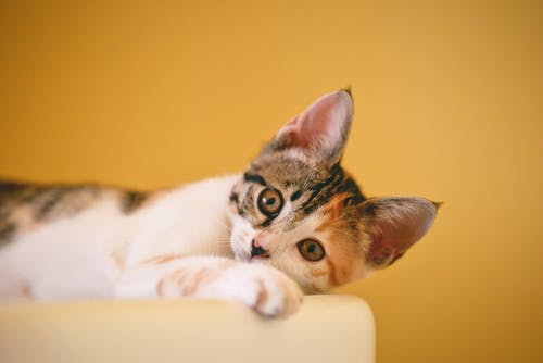 Keeping Your Pet Healthy and Happy After Spaying Keeping Your Pet Healthy and Happy After Spaying