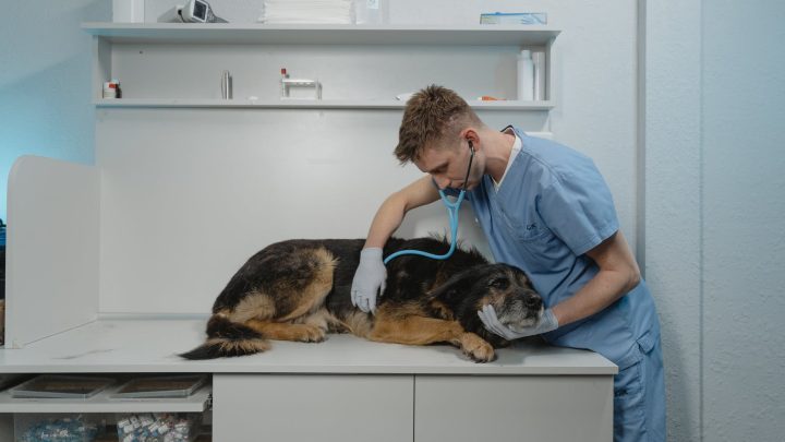 The Perks of Routine Veterinary Exams for Pets