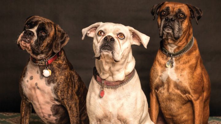Myths Exposed: Dispelling Dog Health Misconceptions