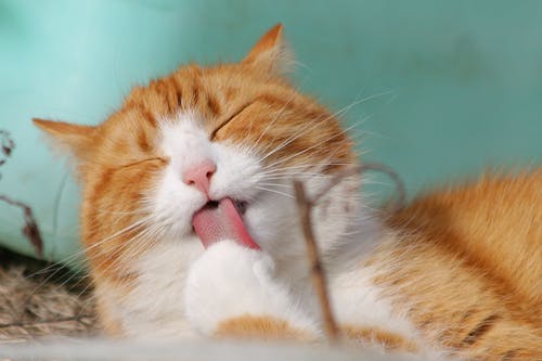 What Are the Most Common Surgical Procedures for Pets? What Are the Most Common Surgical Procedures for Pets?