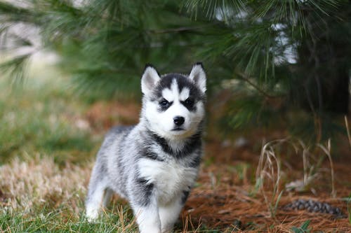 Things You Need to Do for Your Dog’s First Pet Boarding