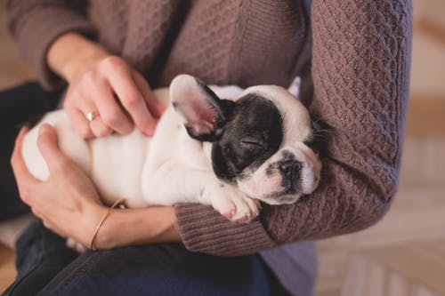 How Spaying and Neutering Affect Pets in the Long Run?
