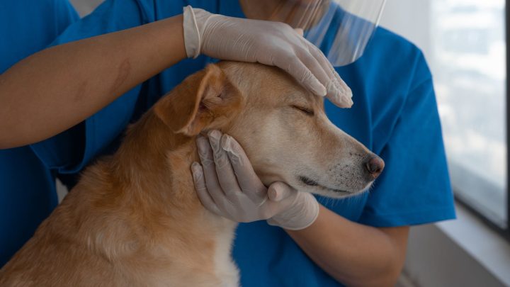 Preparing Your Pet for Its First Stay at a Boarding Facility