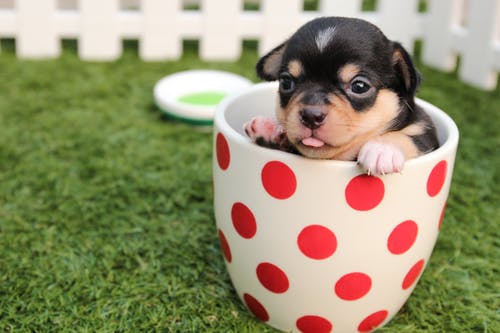 Common Challenges Faced By Pet Owners