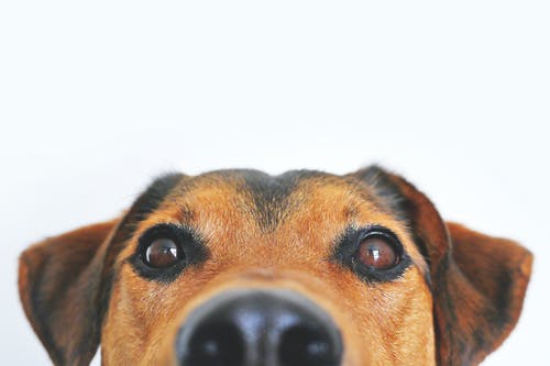 Everything You Must Know About Anesthesia and Pet Surgery Everything You Must Know About Anesthesia and Pet Surgery