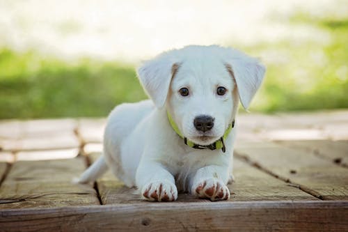 Types of Pet Boarding: Kennels to In-Home Care Options