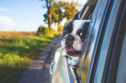 The Benefits of Medical Pet Boarding for Your Pet’s Dermatological Needs The Benefits of Medical Pet Boarding for Your Pet’s Dermatological Needs