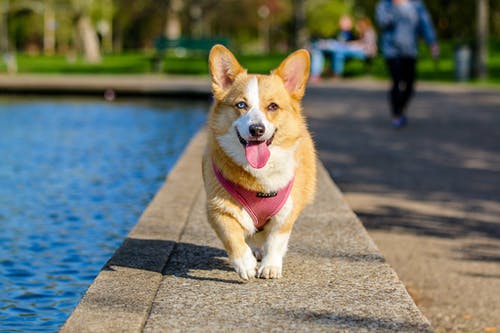 The Benefits of Pet Boarding The Benefits of Pet Boarding