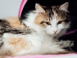 Pet Health: Travel Certificates, Wellness Plans, and Comprehensive Medical Services