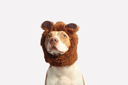 When to Start Your Pet’s Preventive Care Routine? A Comprehensive Timeline to Ensure a Healthy Life