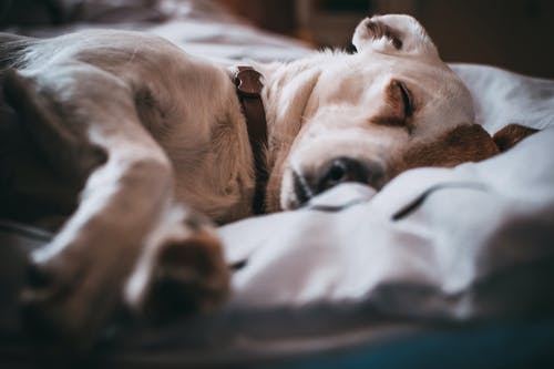 Cold Laser Therapy for Pets: What Is It, How Does It Work, and When Is It Right for Your Animal Companion?