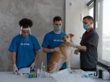 The Ultimate Guide to Pet Vaccinations and Parasite Prevention