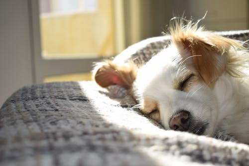 Veterinary Internist vs. General Veterinarian: Which One Does Your Pet Need?