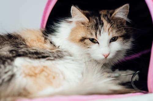 Why You Should Never Ignore Your Pet’s Dental Hygiene: Expert Advice Why You Should Never Ignore Your Pet’s Dental Hygiene: Expert Advice