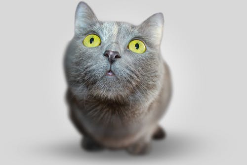 How Can Veterinary Cardiology Save Your Pet’s Life? Top Heart Health Tips Every Pet Owner Needs to Know How Can Veterinary Cardiology Save Your Pet’s Life? Top Heart Health Tips Every Pet Owner Needs to Know