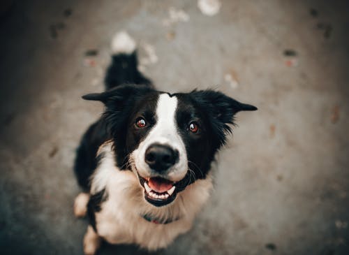Why Does My Pet Keep Getting Parasites? Uncovering the Root Causes & How to Avoid Them