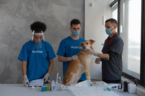 The Ultimate Guide to Pet Vaccinations and Parasite Prevention