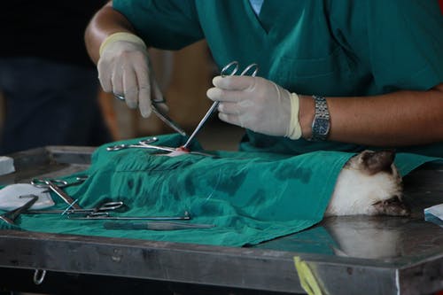 How to Find the Perfect Veterinarian for Your Pet’s Needs How to Find the Perfect Veterinarian for Your Pet’s Needs