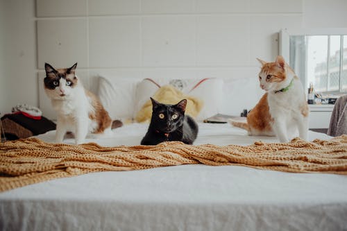 Where to Find the Best Veterinary Surgical Care: Navigating the Digital World of Pet Health Resources Where to Find the Best Veterinary Surgical Care: Navigating the Digital World of Pet Health Resources