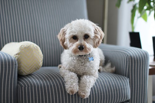 Is It Surgery Time? Decoding the Right Moments for Your Pet’s Medical Intervention Is It Surgery Time? Decoding the Right Moments for Your Pet’s Medical Intervention