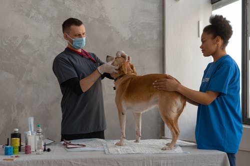 The Ultimate Guide to Veterinary Surgery Services for Your Precious Pet