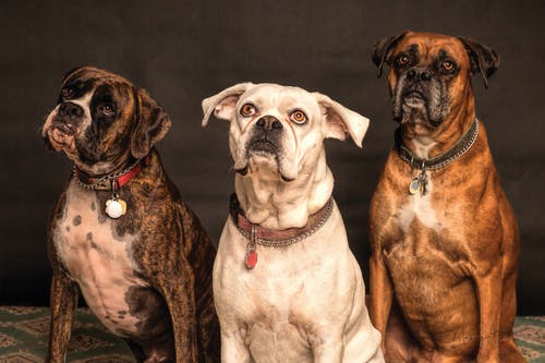 Healthcare Tips for Senior Dogs: Preventive Measures to Keep Them Healthy