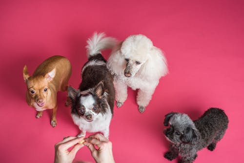 5 Top Benefits of Regular Routine Vet Exams for Your Pet 5 Top Benefits of Regular Routine Vet Exams for Your Pet