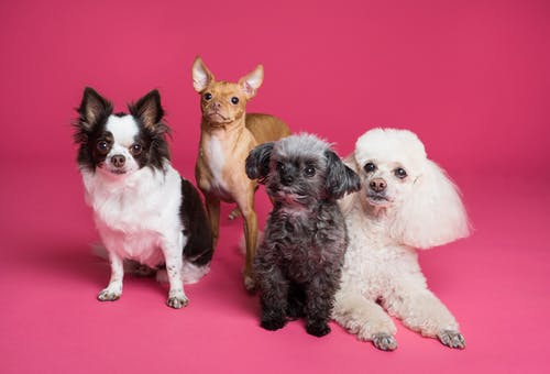 Why Should You Seek Vet Dermatology for Your Pet’s Skin Issues? Why Should You Seek Vet Dermatology for Your Pet’s Skin Issues?