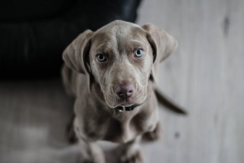 Does Your Senior Pet Need Geriatric Care Services? Checklist to Make Your Decision Easier Does Your Senior Pet Need Geriatric Care Services? Checklist to Make Your Decision Easier