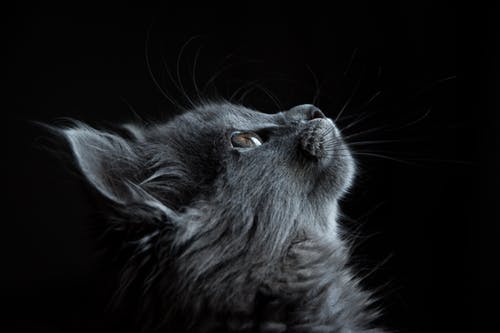 How Is Geriatric Care Different from Regular Pet Care?