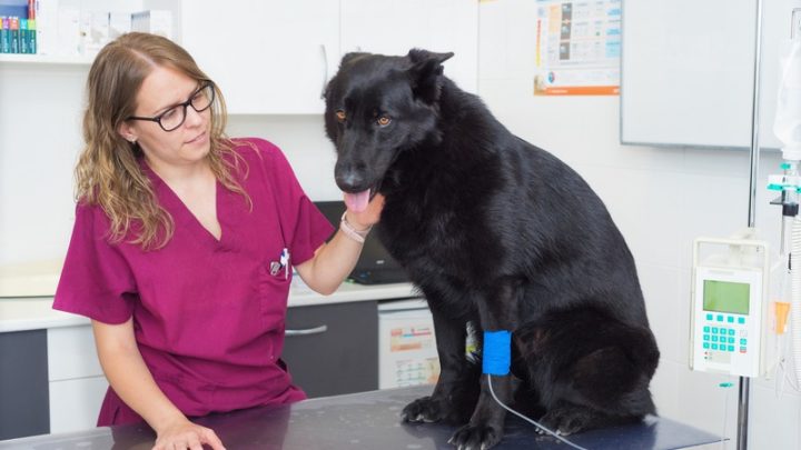 Why Can Pet Allergies Turn Fatal If Ignored?
