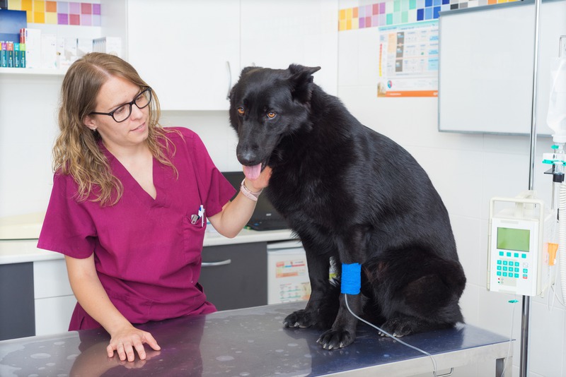 Why Can Pet Allergies Turn Fatal If Ignored? Why Can Pet Allergies Turn Fatal If Ignored?